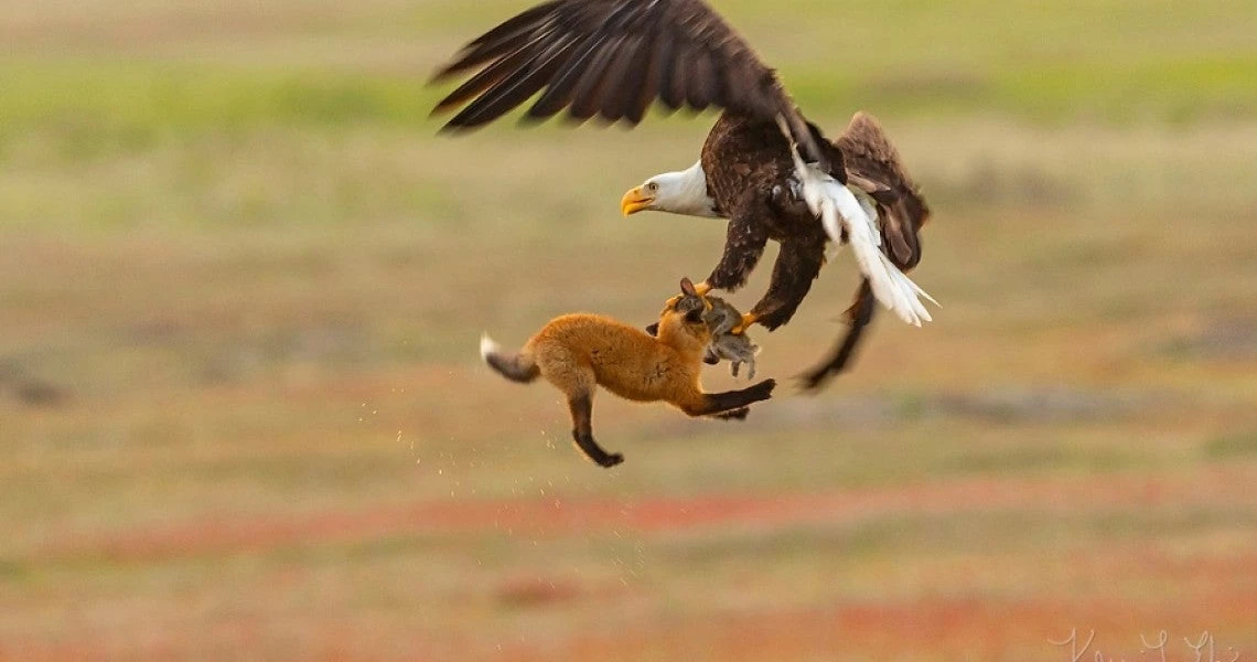 Αλεπού και αετός δίνουν μάχη για έναν λαγό – Ποιος θα κερδίσει; (βίντεο)